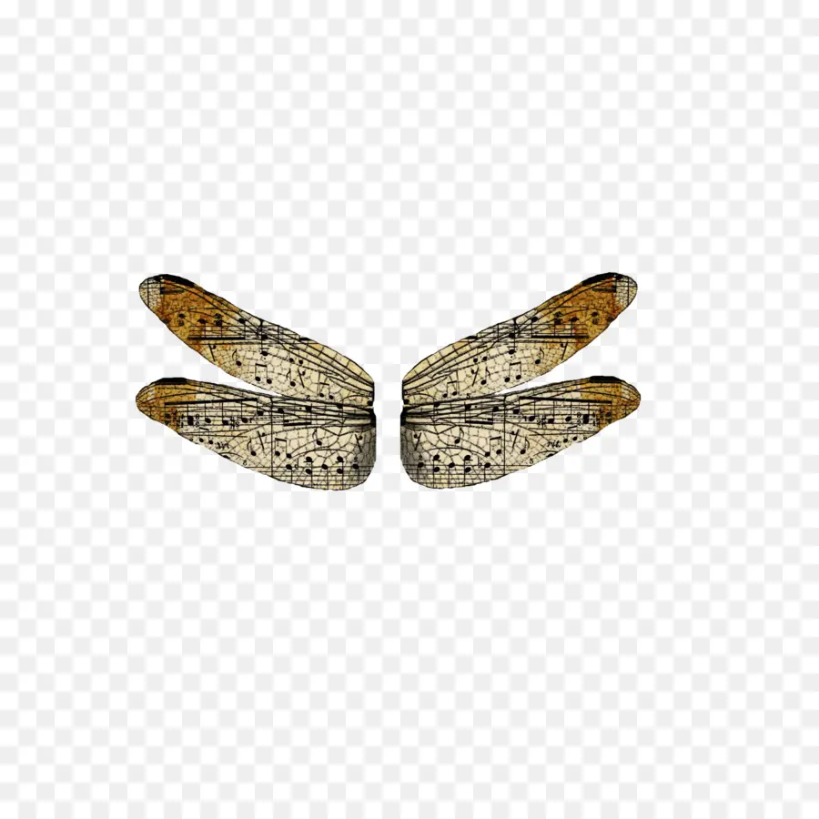 Ailes D'insectes，Quatre PNG