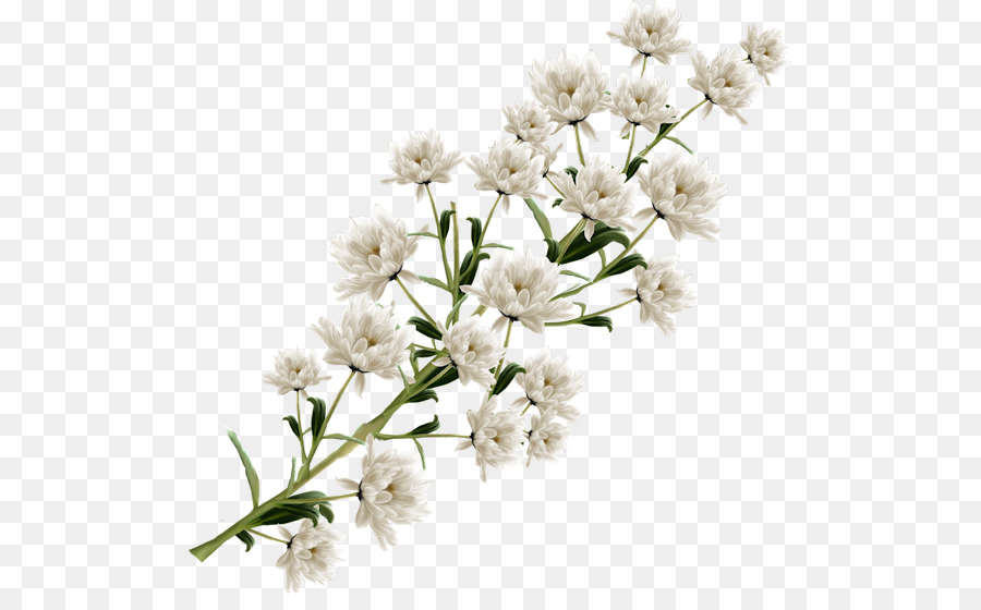 Fleurs Blanches，Bifurquer PNG