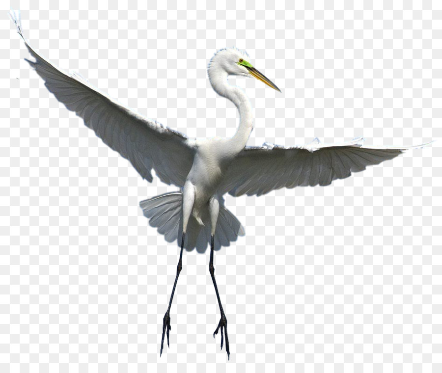 Oiseau Volant，Blanc PNG