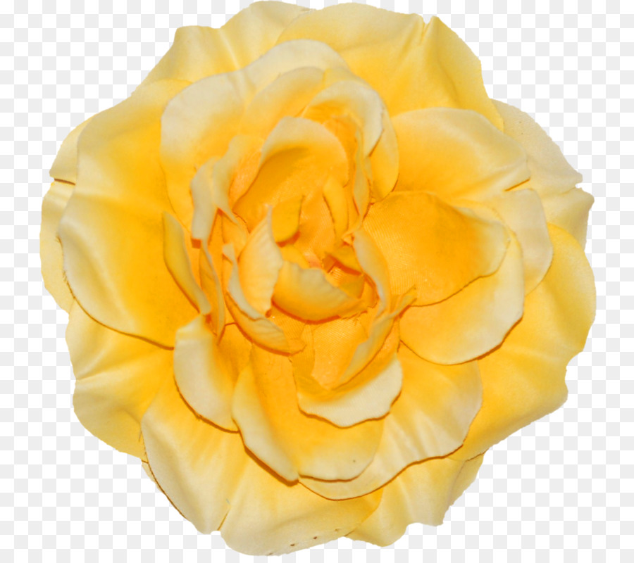 Roses De Jardin，Floribunda PNG