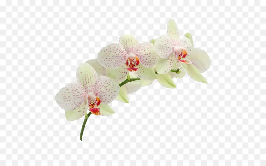 Orchidées Blanches，Pétales PNG