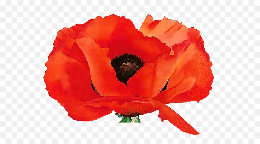 Fleur Rouge，Fleur PNG