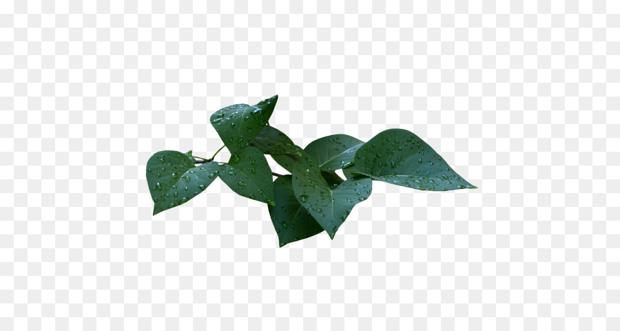 Feuille，Fleur PNG