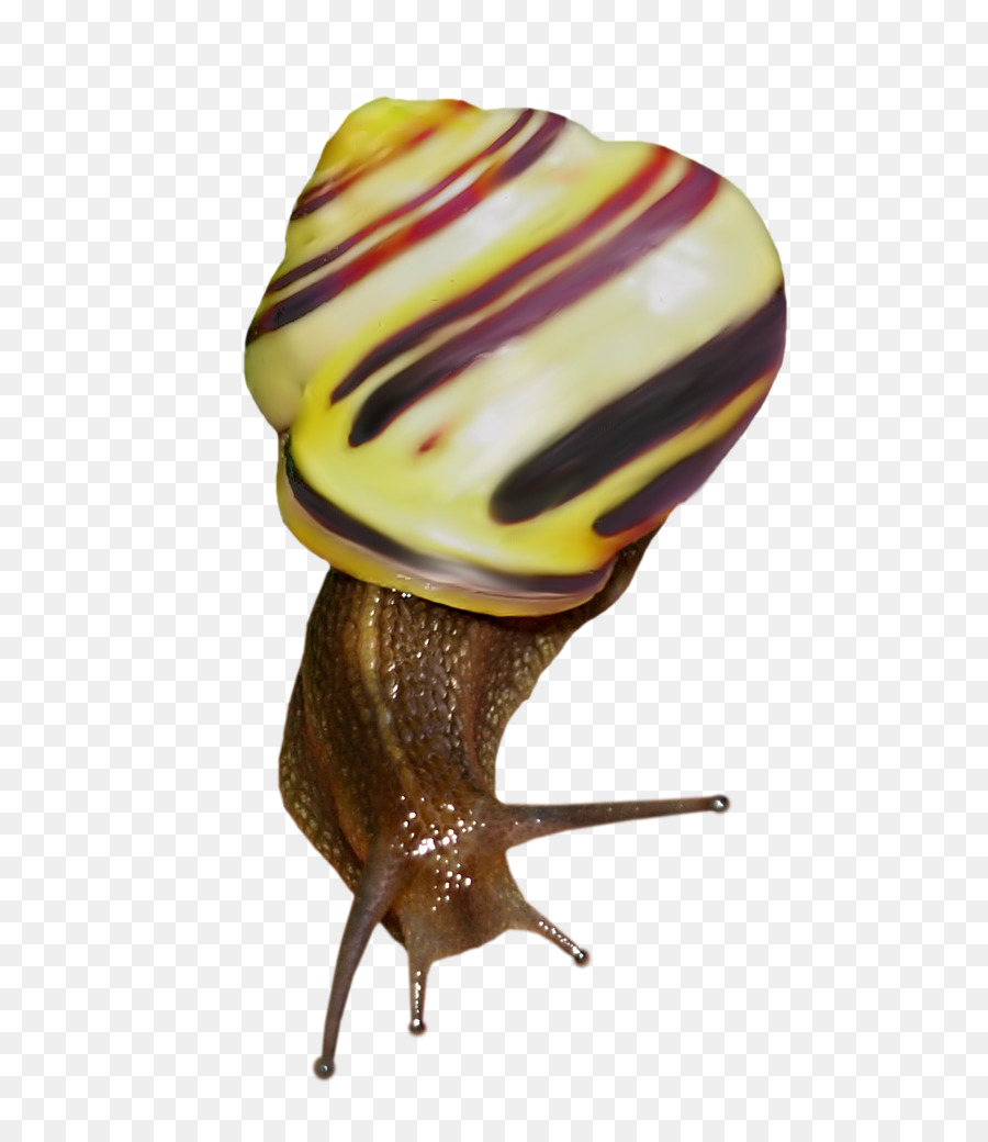 Escargot，Orthogastropoda PNG