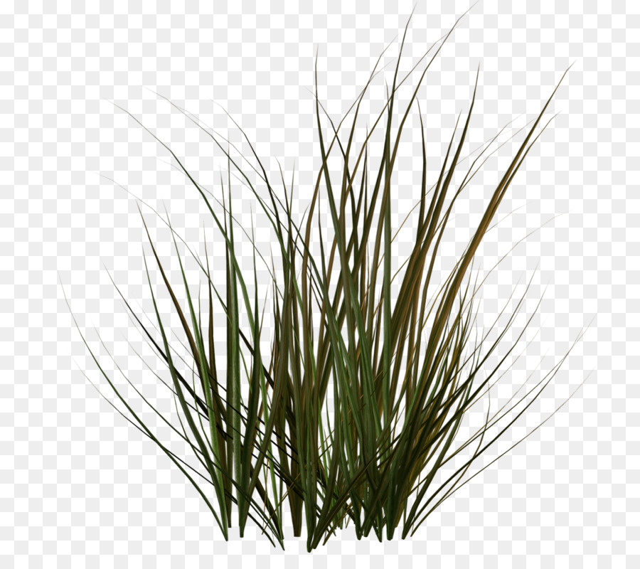 Herbe Verte，Nature PNG