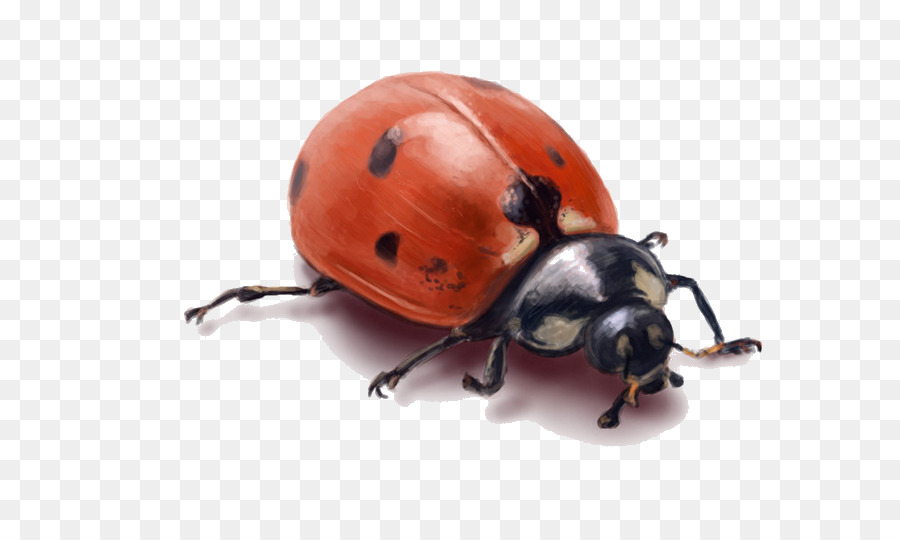 Coccinelle，Bogue PNG