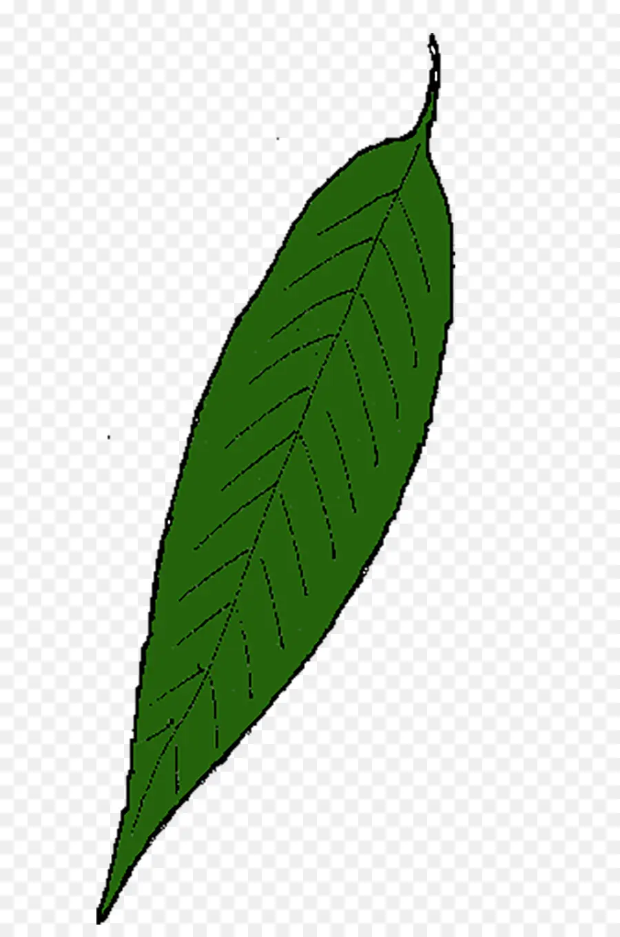Feuille，Willow PNG