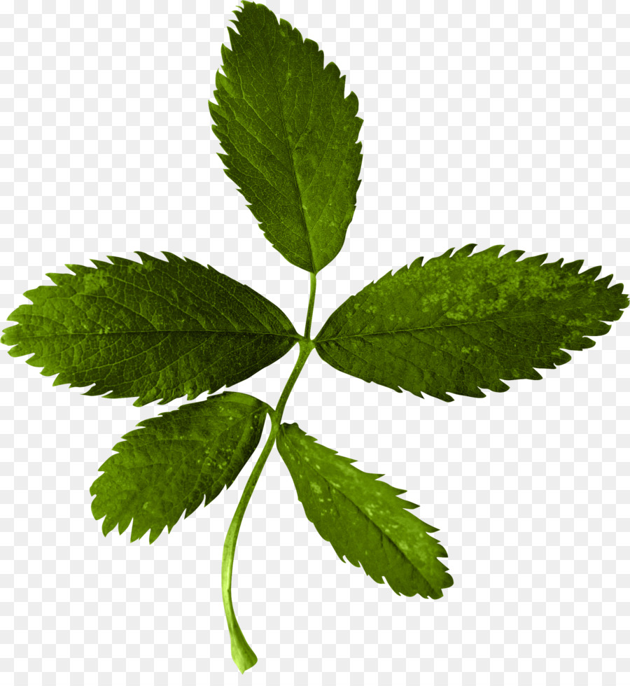 Feuilles De Menthe，Herbe PNG