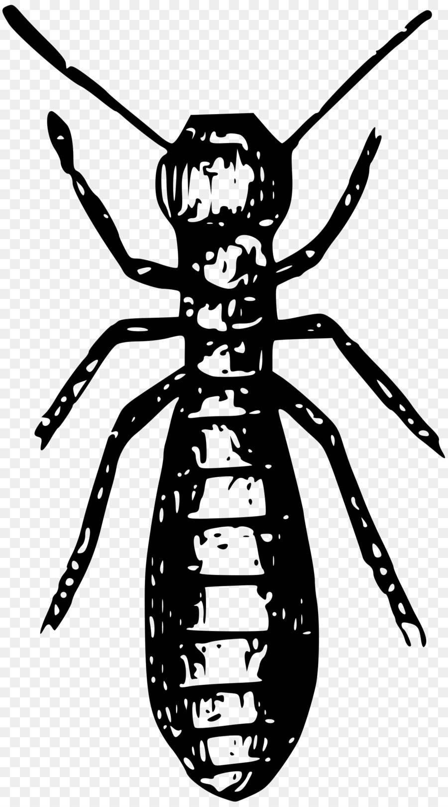 Termite Noire，Termite PNG