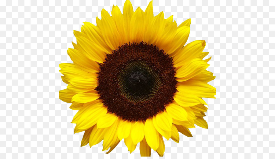 Tournesol，Jaune PNG