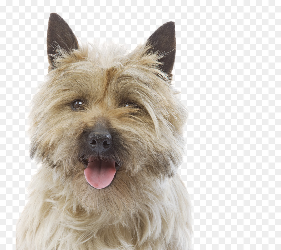 Norwich Terrier，Terrier De Cairn PNG