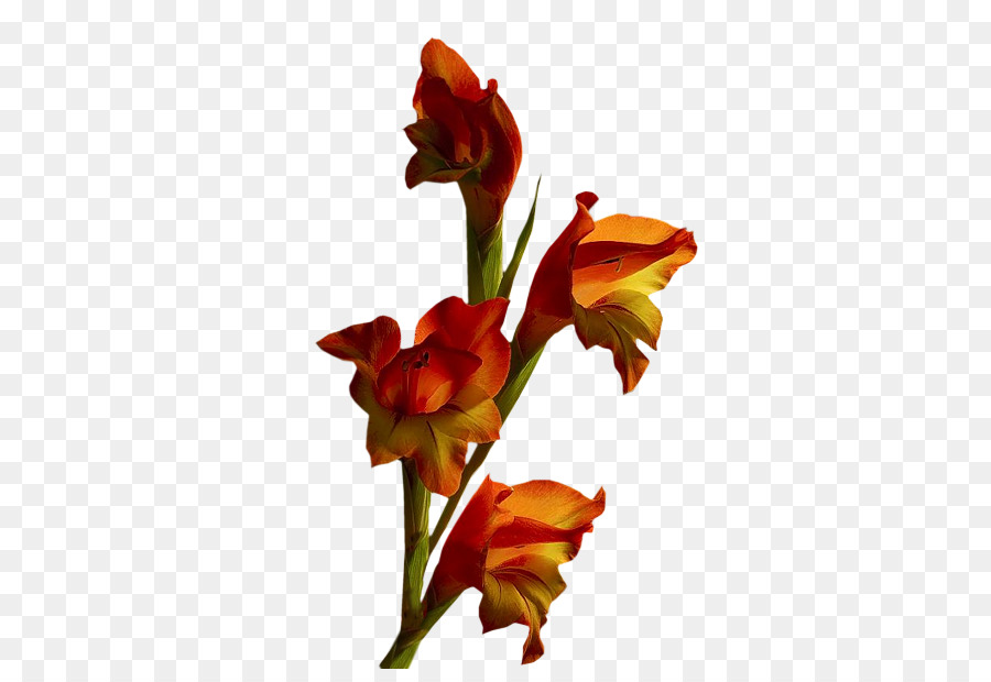 Fleur De Glaïeul，Floraison PNG