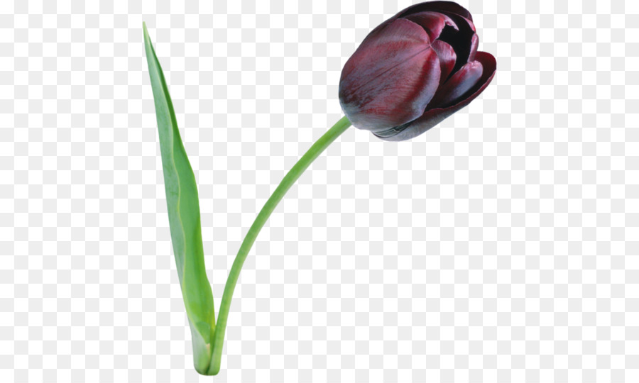 Tulipe，Usine PNG