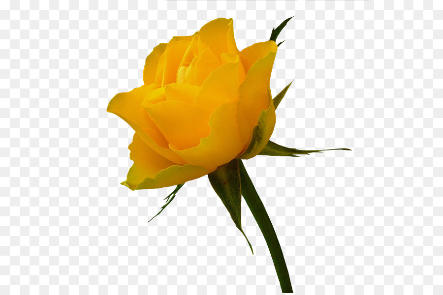 Rose Jaune，Fleur PNG