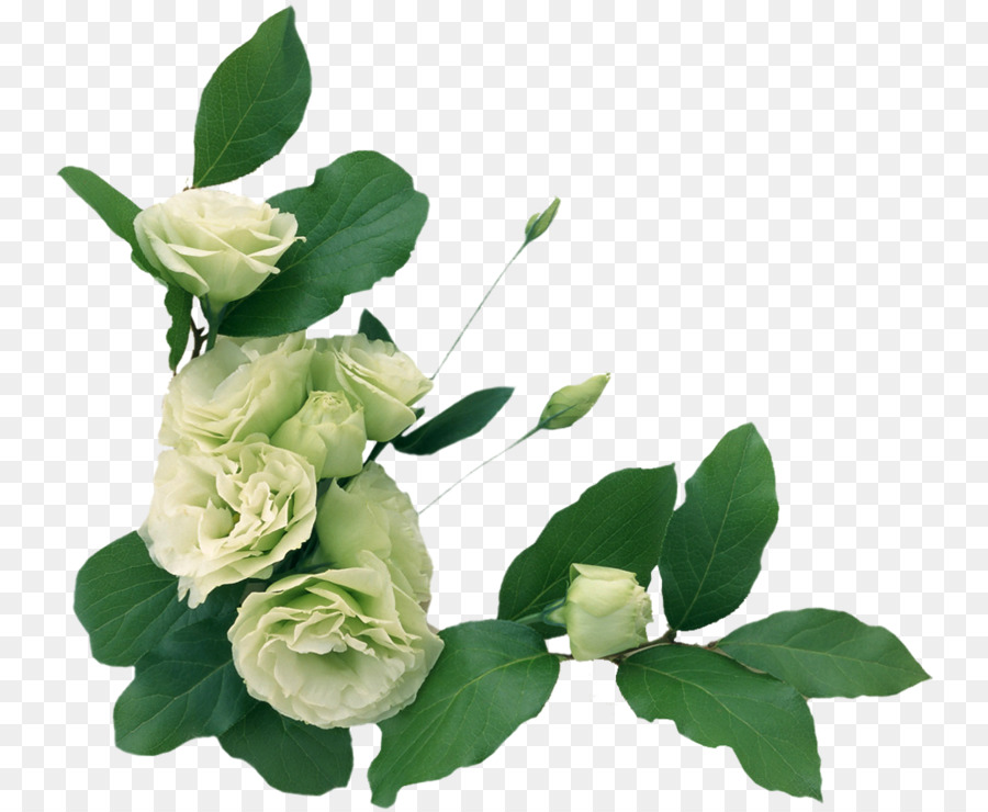 Fleur，Rose PNG