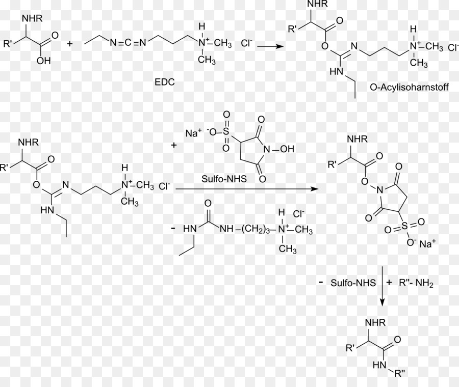 Nhydroxysulfosuccinimide Sodium Sel，Nhydroxysuccinimide PNG