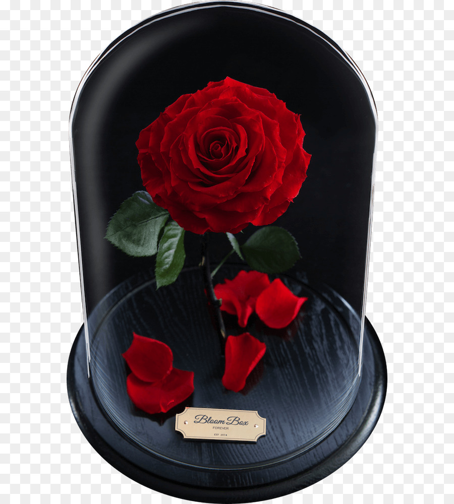 Les Roses De Jardin，Rose PNG