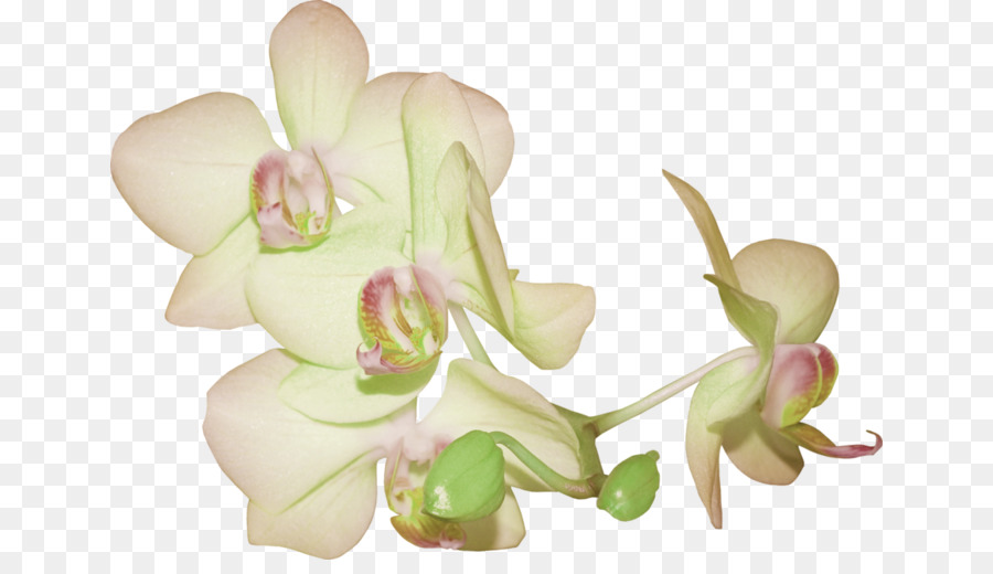 Fleur，Pâques PNG