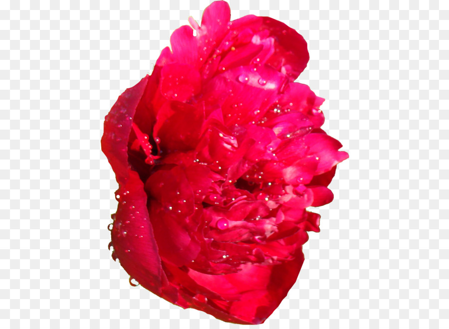 Roses De Jardin，Pivoine PNG