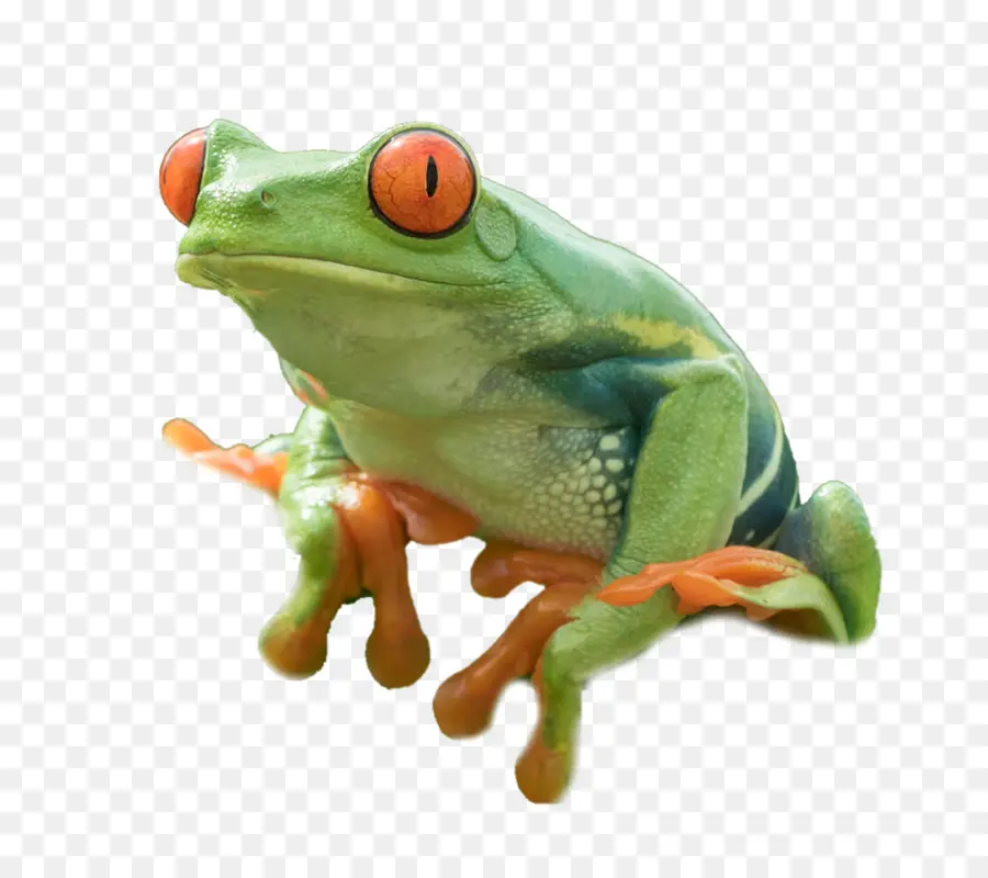 Grenouille Sauteuse，Grenouille PNG