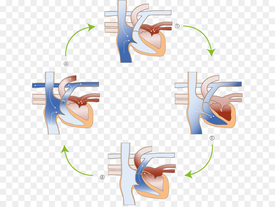 Physiologie Du Cœur，Coeur PNG