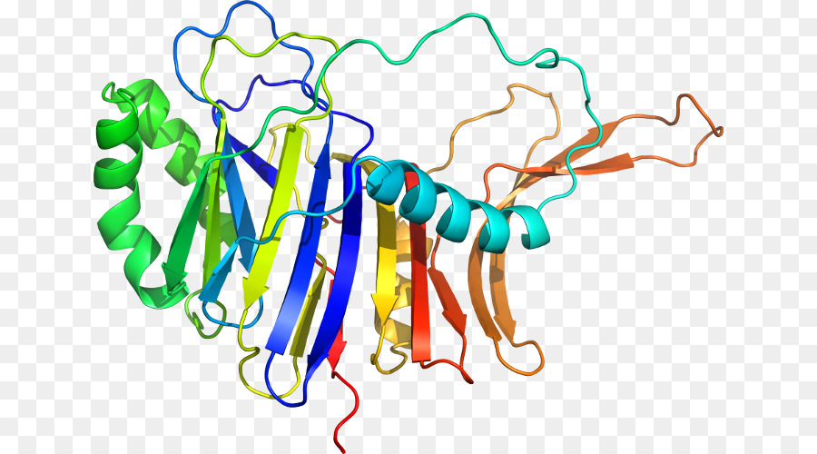 Structure Protéique Colorée，Protéine PNG