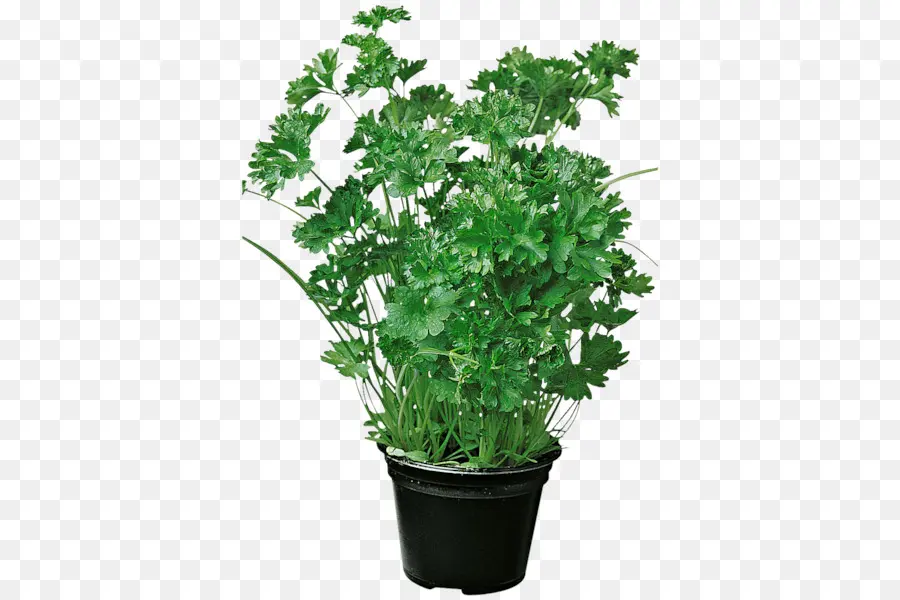 Persil，Flowerpot PNG