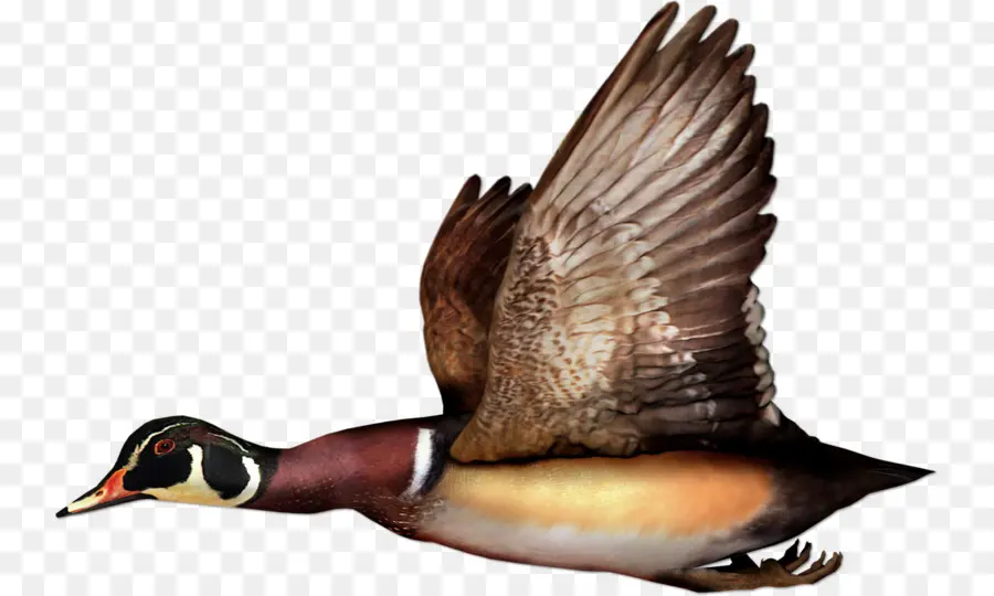 Canard Volant，Ailes PNG