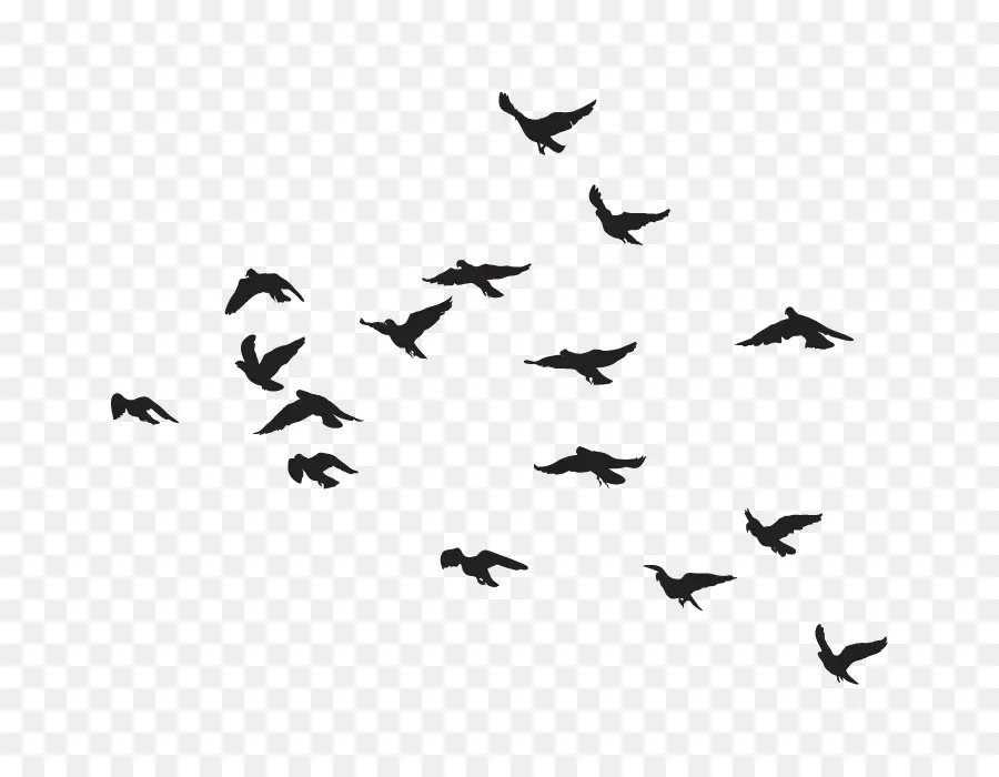 Oiseaux En Vol，Troupeau PNG