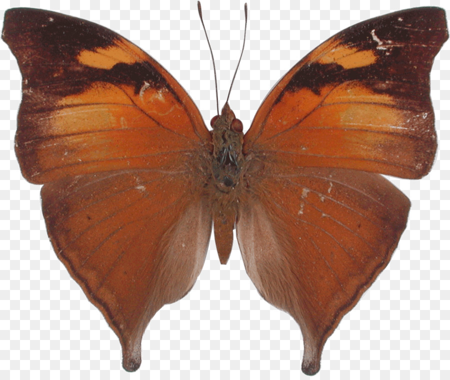 Papillon，Kallima Inaidaras PNG