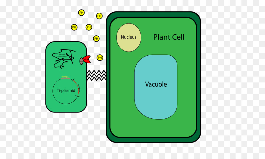 Agrobacterium Tumefaciens，Cellule De Plante PNG