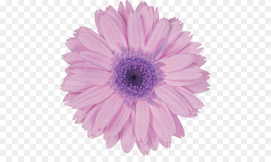 Fleur，Bleu PNG