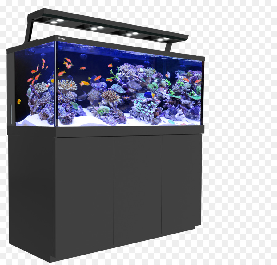 Aquarium，Poisson PNG