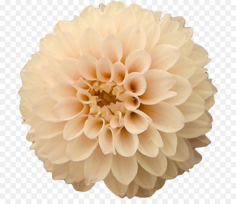 Fleur，Rose PNG