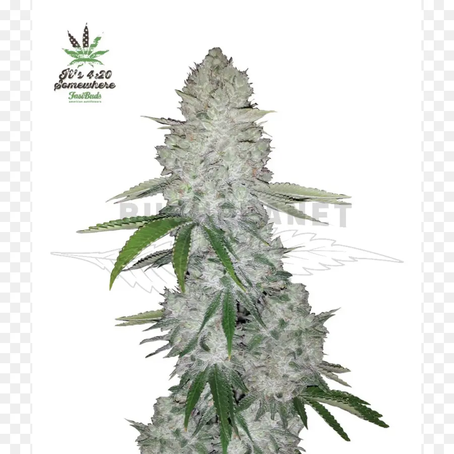 Colle Gorille，De Cannabis Auto Floraison PNG