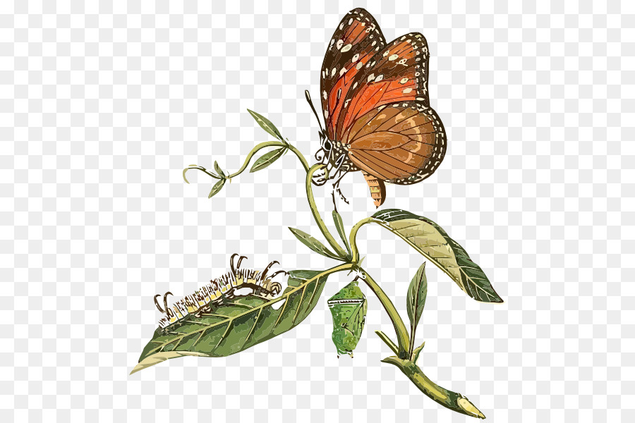 Cycle De Vie Des Papillons，Insecte PNG