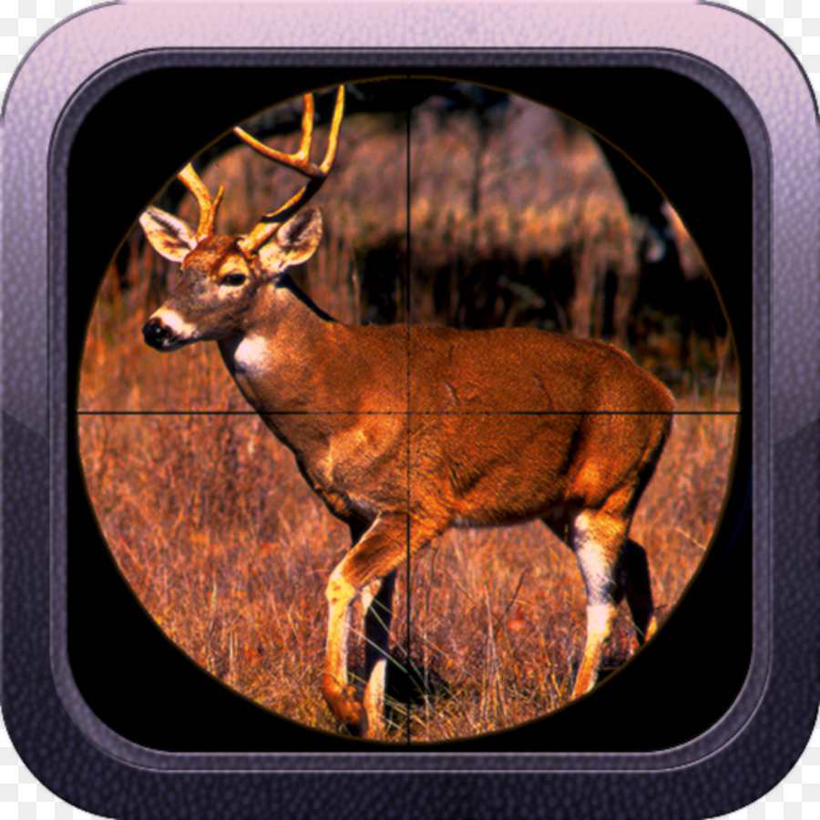 Cerf，Whitetailed Cerf PNG