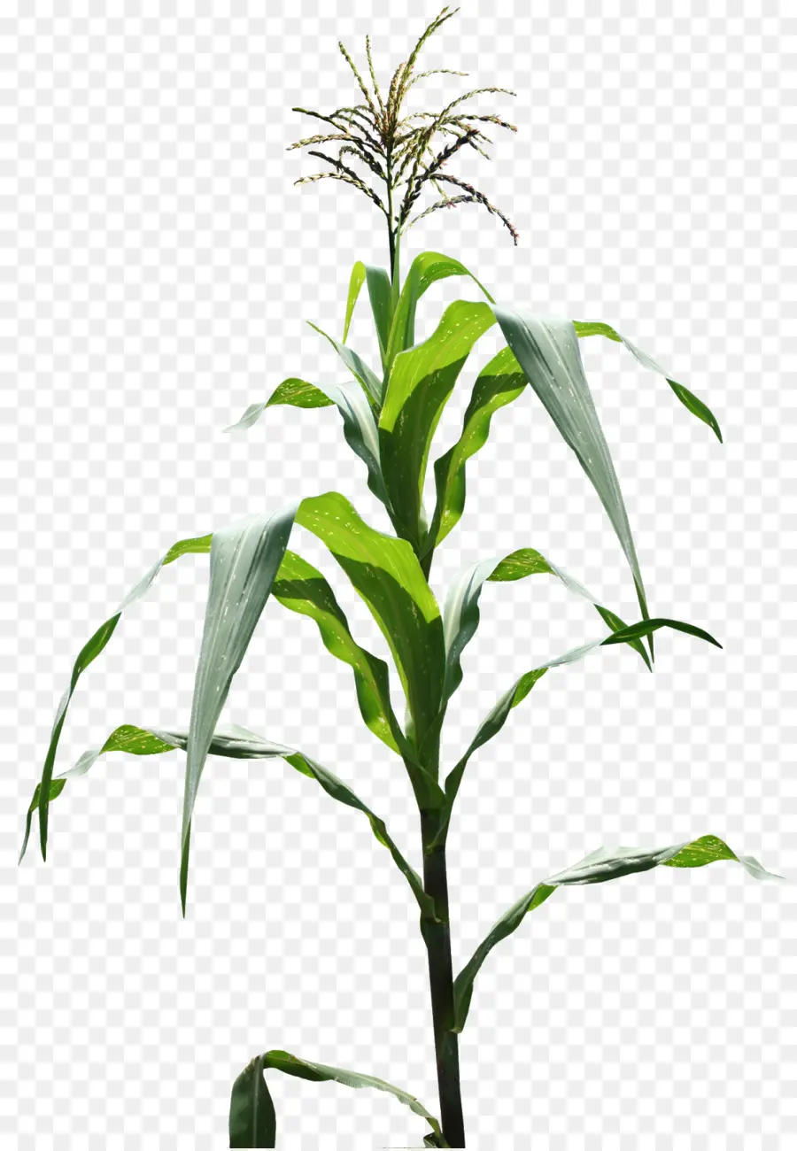 Le Maïs，De Maïs Génétiquement Modifié PNG