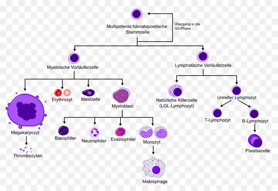 Diagramme D'hématopoïèse，Cellules PNG