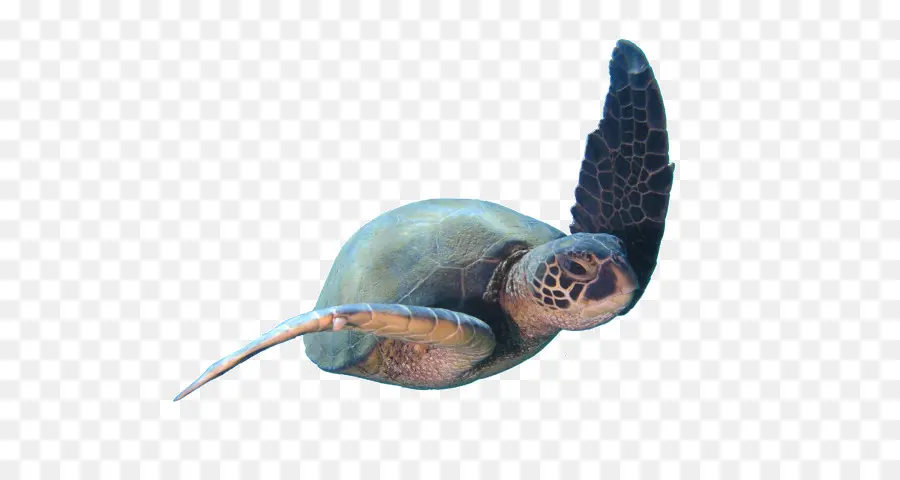 Tortue De Mer，Océan PNG