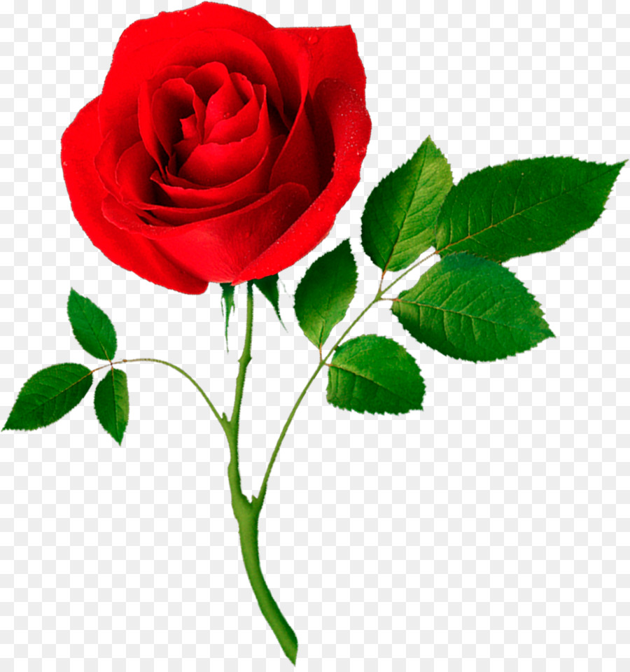 Rose，Rouge PNG