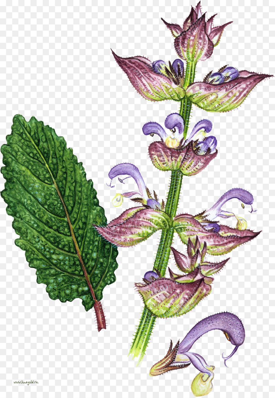 Fleur Violette，Feuille PNG