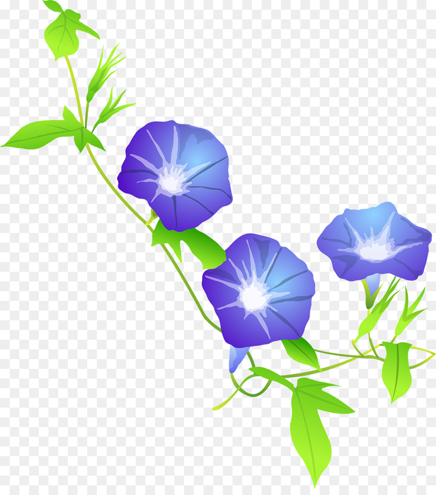 Fleurs De Gloire Du Matin，Feuilles PNG