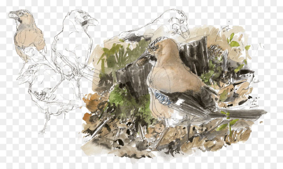 Croquis D'oiseau，Nature PNG