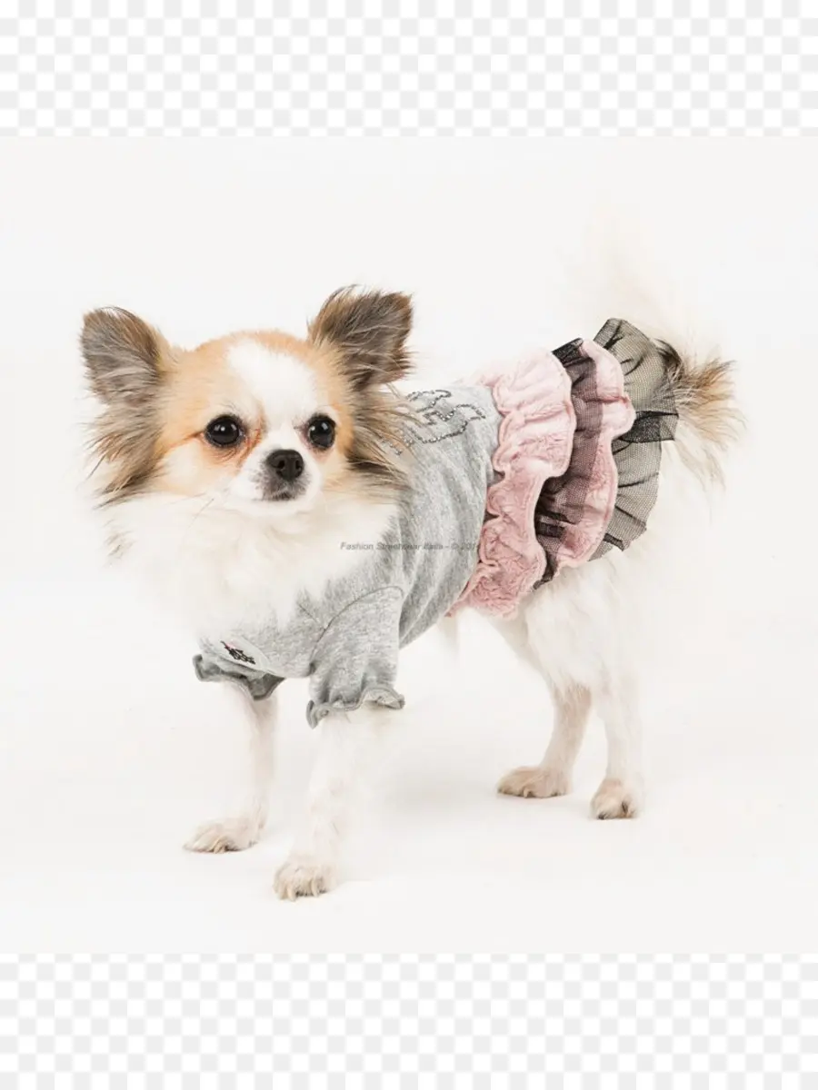 Petit Chien En Robe，Mignon PNG