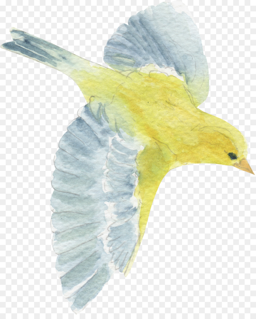 Oiseau Jaune，Feuille PNG