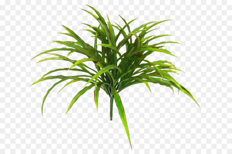 Plante Verte，Feuilles PNG