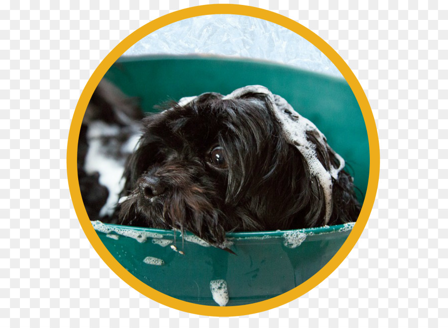 L Affenpinscher，Toilettage De Chiens PNG