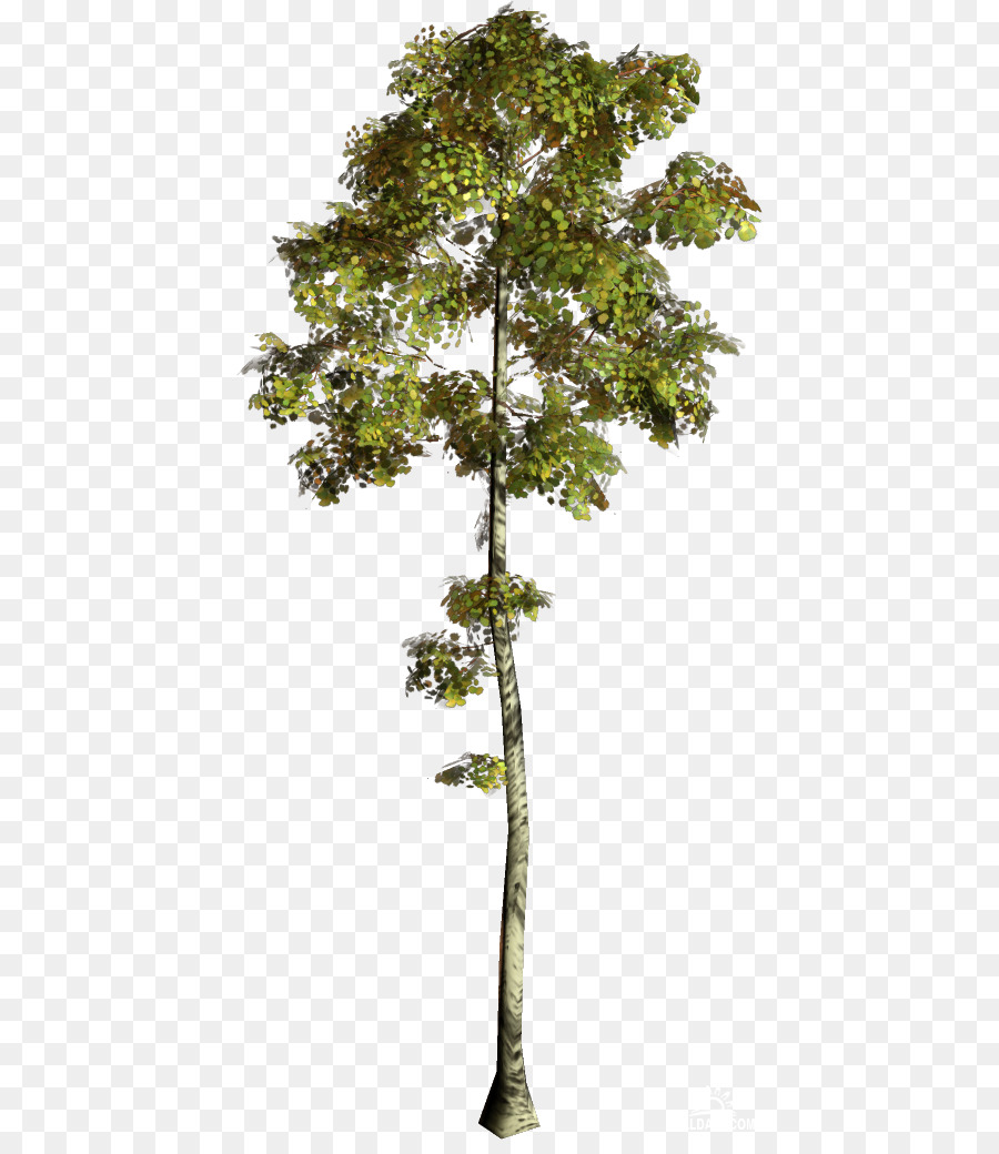 Arbre，Feuilles PNG