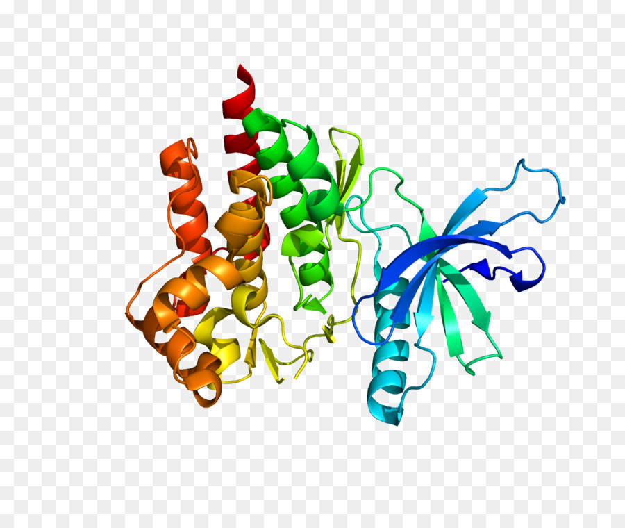 Structure Des Protéines，Molécule PNG